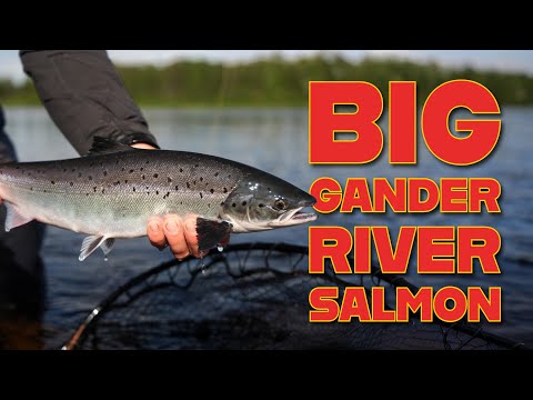 Silver Bullets of Newfoundland