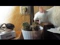 Funny Cats. Сat Eats Cactus. AWESOME.CrazyCats. Кот Ест Кактус.貓