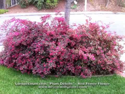 download lagu mp3 mp4 Plum Delight Loropetalum Size, download lagu Plum Delight Loropetalum Size gratis, unduh video klip Plum Delight Loropetalum Size