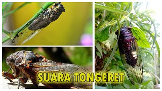Download lagu macam macam suara tonggeret, garengpung atau kinjeng tangis mp3 Download lagu macam macam suara tonggeret, garengpung atau kinjeng tangis mp3