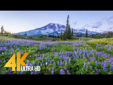 Mount Rainier Wildflowers 4K - Most Beautiful Landscapes with Birds and Crickets Chirping Sounds