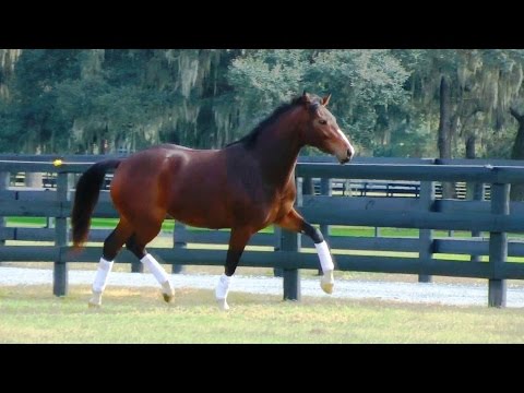 Ivanna ISF, 2013 KWPN Mare, Free Movement - SOLD