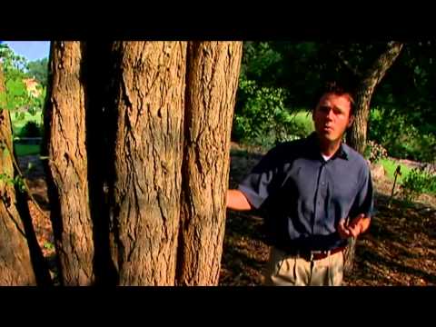 download lagu mp3 mp4 White Locust Tree, download lagu White Locust Tree gratis, unduh video klip White Locust Tree