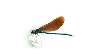 Banded Demoiselle