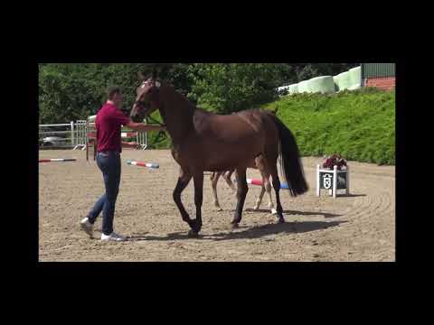 Prämiertes Stutfohlen von Dinken