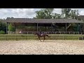 Mare Selle Fran&ccedil;ais For sale 2020 Liver chestnut