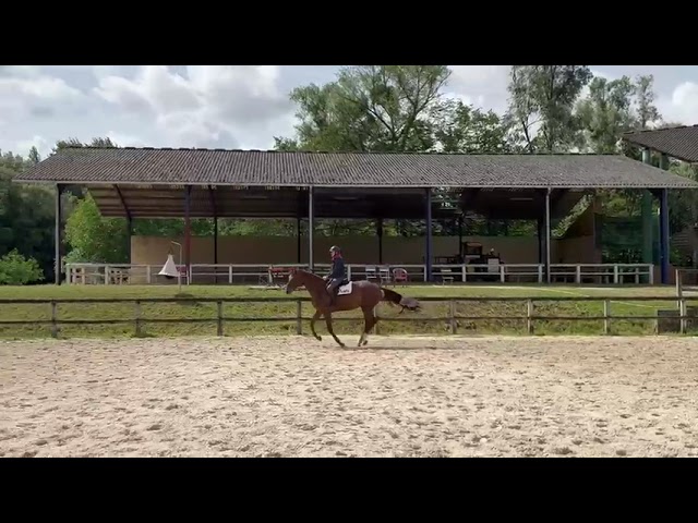 Mare Selle Fran&ccedil;ais For sale 2020 Liver chestnut
