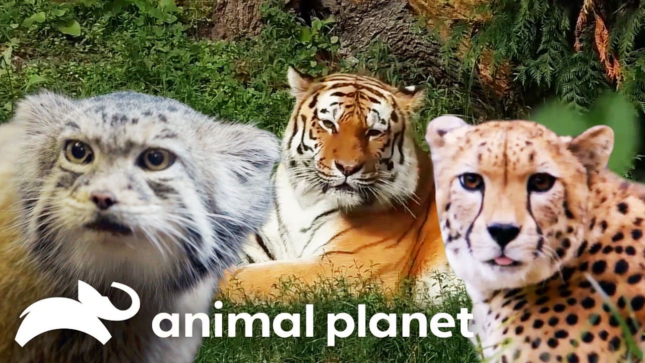 Cats! 🐈 | The Zoo | Animal Planet