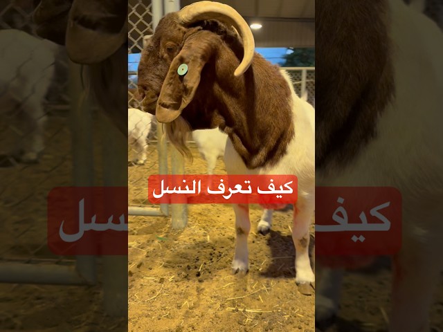 ثلاثة اطقم اقلام
