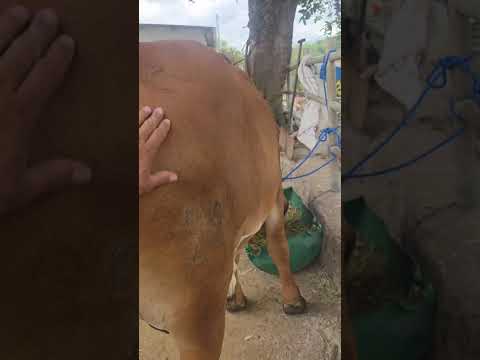 disponible en Sonsonate santo domingo de Guzmán WhatsApp 60632341