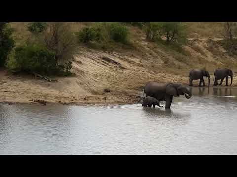 Djuma: Small group of Elephants - 10:57 - 09/28/2022
