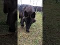 Black wolf at arm's length! 🤯 #wolf #close