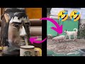 Best Funny Videos In 2021 Part 05 Funny Videos Ajs420