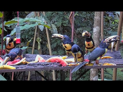 SEVEN Collared Aracaris Storm the Panama Feeders | February 22, 2024