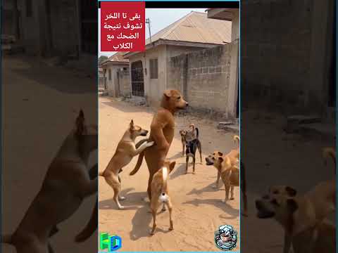 ضصر الكلب يلعق لك فمك ولات قديمة #المغرب #الجزائر #ستوريات #ضحك #trend #duet #explore #اكسبلور #ترند