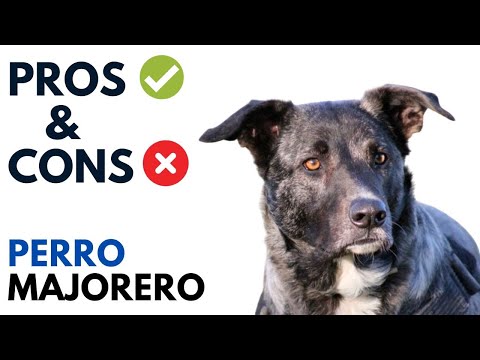 Perro Majorero Dog Pros and Cons | Majorero Dog Advantages and Disadvantages