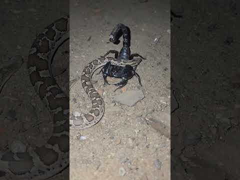 Devi vs Devi 😈 ||  scorpion 🦂 vs snake 🐍 || #snake #scorpion #fight #shorts #devi