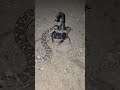 Devi vs Devi 😈 ||  scorpion 🦂 vs snake 🐍 || #snake #scorpion #fight #shorts #devi