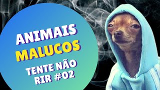 Animais Malucos - Tente Nao RIR #02