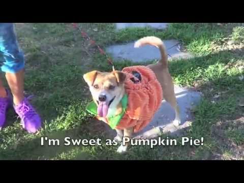 Pumpkin-Placed, an adopted Chihuahua & Terrier Mix in Canoga Park, CA_image-1