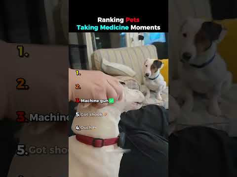 Ranking Every Pet Medicine Reaction: You Won't Believe #1 💊😂 #shorts #usa
