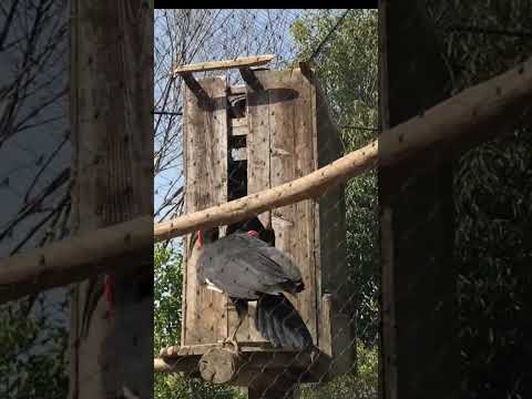 セイロンサイチョウについて詳しく解説