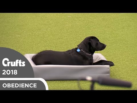 Obreedience - Day 1 Highlights