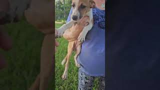 Video preview image #1 Italian Greyhound-Unknown Mix Puppy For Sale in Wakefield, RI, USA