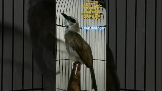 Download lagu ropelan trucuk muda hutan ini tidak kalah merdu dengan ropelan cucak Rowo. #ropel #gacor #syahdu mp3