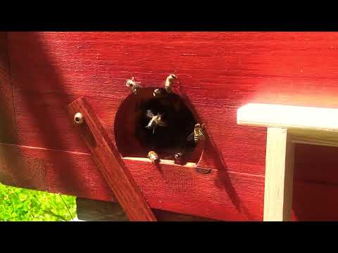 Mellifera Rähmchen Dadant Hoch Unterschied alte und neue Version