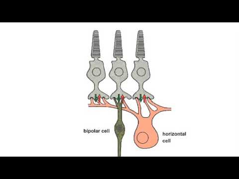 4.1 Center–Surround Receptive Field