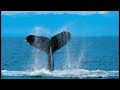 Windows 7 Wildlife Full Version