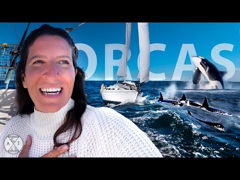 Sailing Offshore Orcas Approach our Boat!! | A&J Sailing