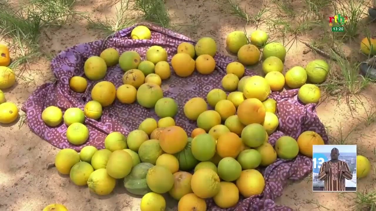 Une semaine à : zoom sur les productions agricoles de fruits au barrage du Bazèga
