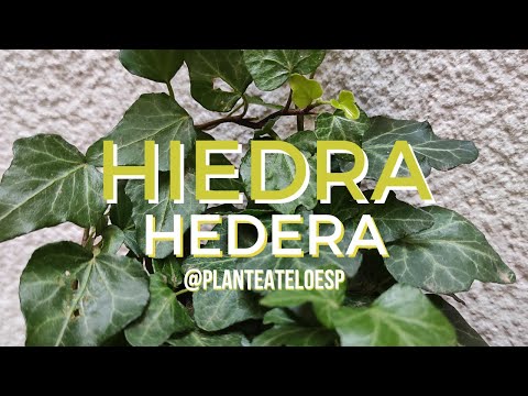 , title : '🌿Hiedra, Hedera Hélix, Yedra, Hedera: Plantas en 5 minutos🌿'
