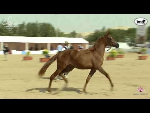 N 10 JOOD AL SHAKHOURA   1st Bahrain Straight Egyptian Show 2021   Fillies 2 Years Old Class 2