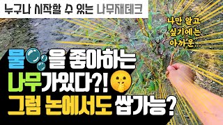 용처럼 꼬인 신비의 나무! 황금수양용 버드나무의 매혹적인 비밀 