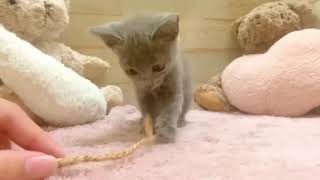 ロシアンブルーの動画01