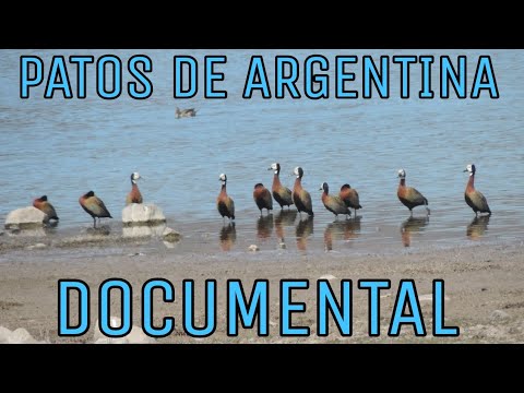 , title : 'PATOS DE ARGENTINA: DOCUMENTAL'