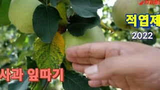 [사과재배] 적엽작업,엽면시비하여 잎이 노랗게 단풍들게 하다/인건비 획기적 절감, 성공할것인가