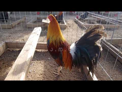 Un Buen Gallo Sweater / Claret muy fino, The best Roosters Sweater / Claret