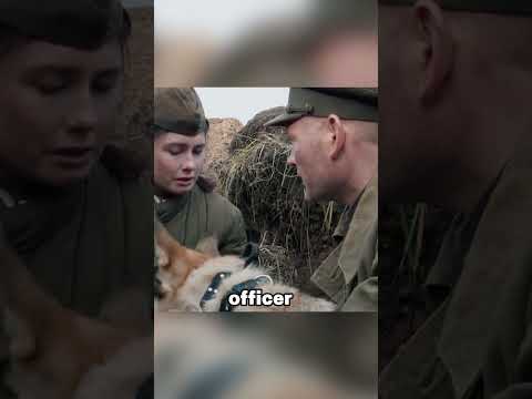 The only military dog to be named a hero in World War II.#futurelink  #movie