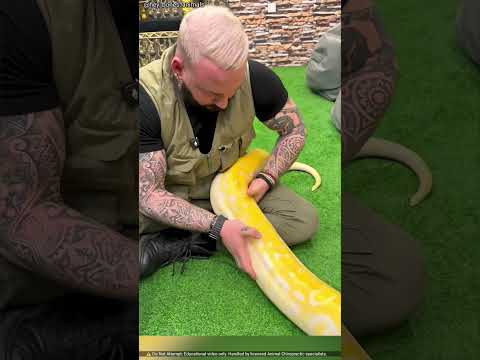 Animals Chiropractic Job 😱 || Snake