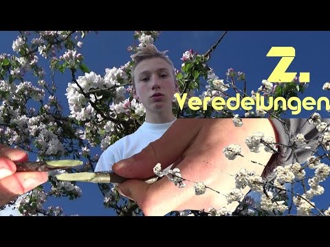 Apfelbäume, Birnenbäume vermehren / veredeln- Kopulationsveredelung, Obstbäume veredeln