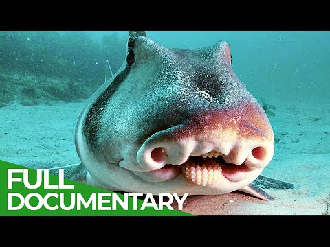 Wildlife Instincts: Australia's Curious Port Jackson Sharks