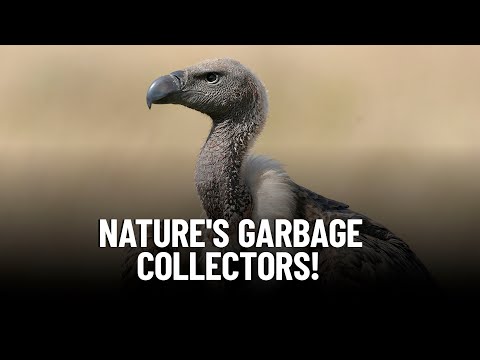 Nature's Garbage Collectors: How Vultures Help Keep Our Environment Clean