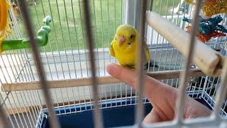 Taming Mello the Budgie Parakeet First Time on Finger Perch