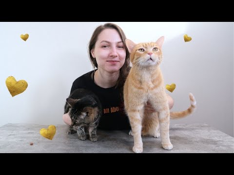 Top 8 Ways to Tell Your Cat You Love Them