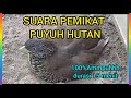 Suara Burung Puyuh Hutan Paling Jernih