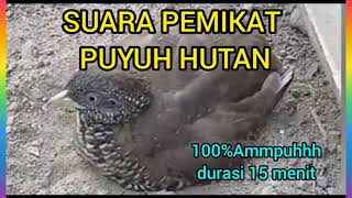 Download lagu suara burung puyuh Hutan paling jernih mp3 Download lagu suara burung puyuh Hutan paling jernih mp3